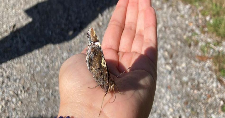 Schmetterling in einer Hand