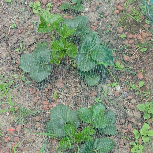 Erdbeeren