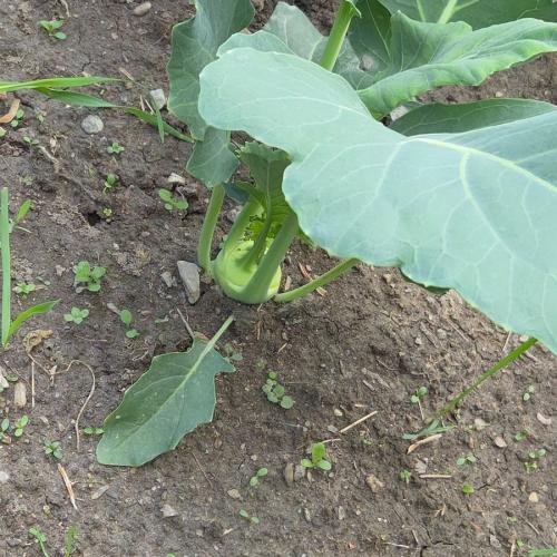 Kohlrabi