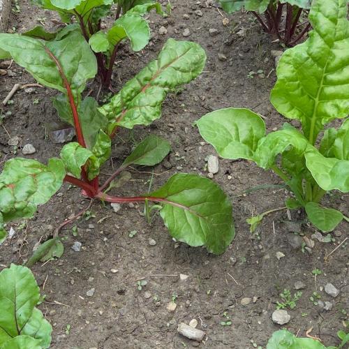 Salat