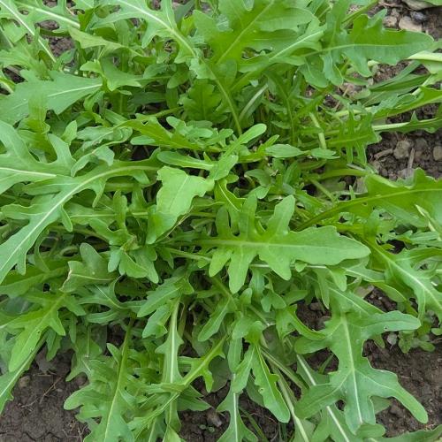 Rucola