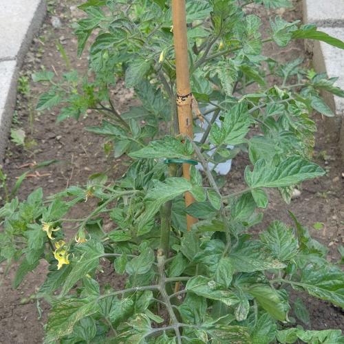 Tomaten
