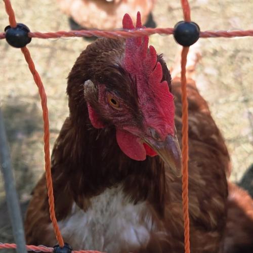 Huhn