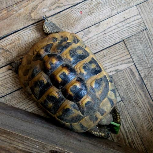 Schildkröte
