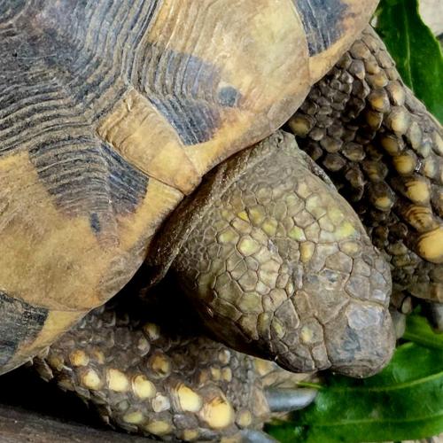 Schildkröte