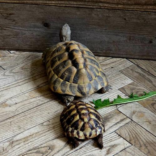 2 Schildkröten