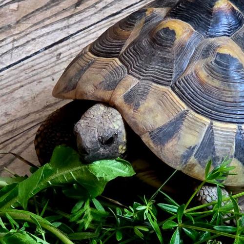 Schildkröte
