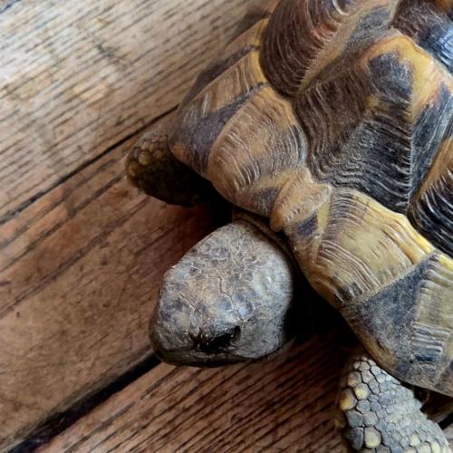 Schildkröte