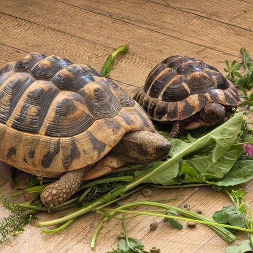2 Schildkröten