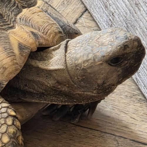 Schildkröte