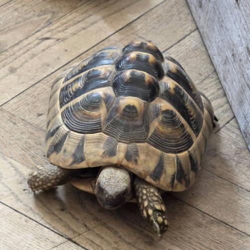 Schildkröte