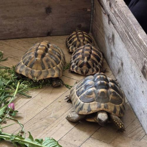 4 Schildkröten