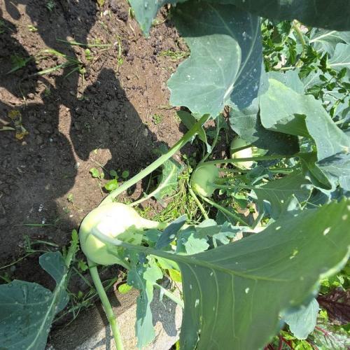 Kohlrabi