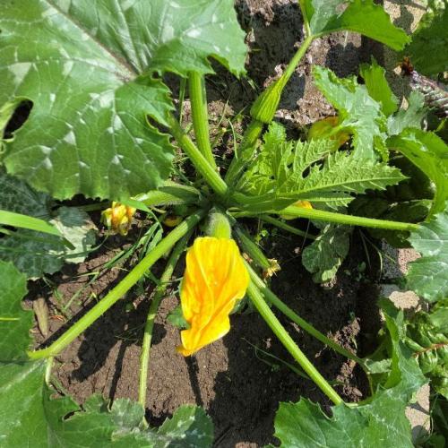 Zucchiniblüte