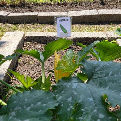 Zucchini mit Schild