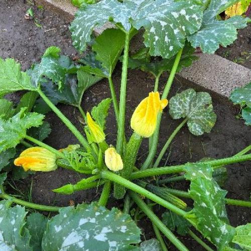 Zucchini