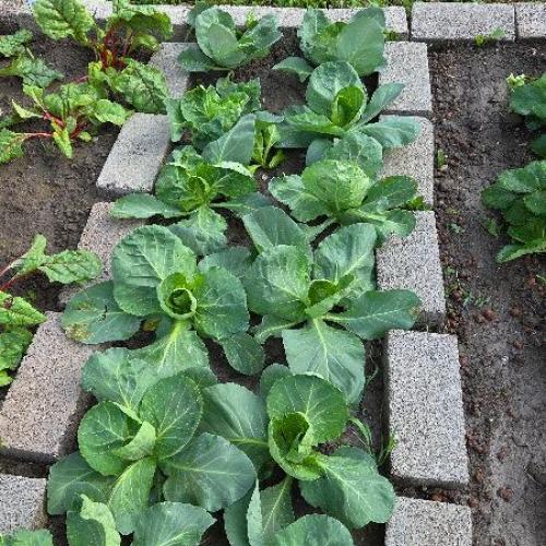 Weißkraut