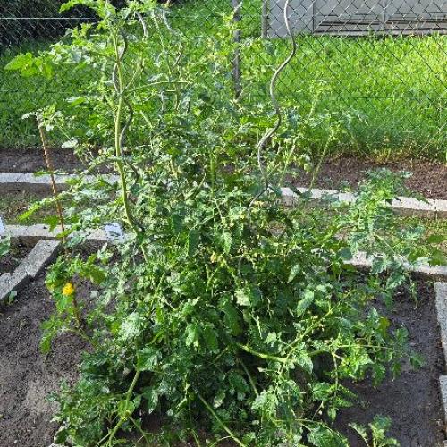 Tomaten