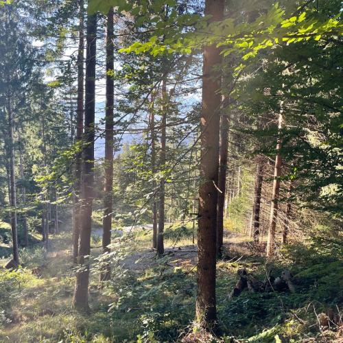 Waldlichtung