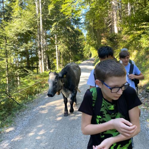 Schüler auf dem Rückweg an einer Kuhherde vorbei. 