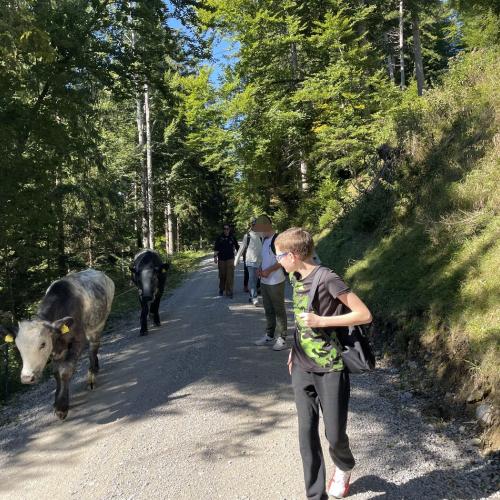 Schüler auf dem Rückweg an einer Kuhherde vorbei. 