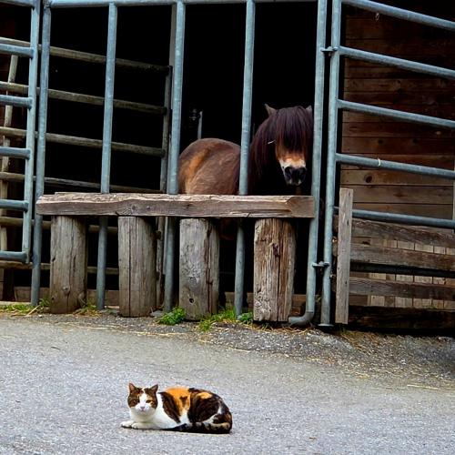 Pony und Katze