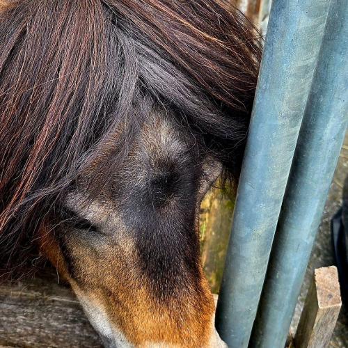 Pony