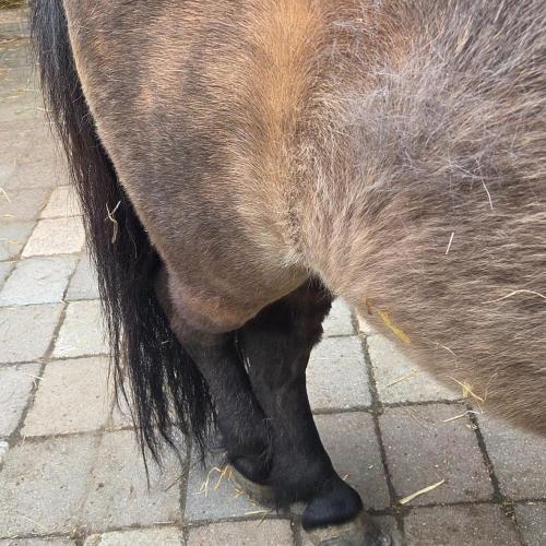 Pony
