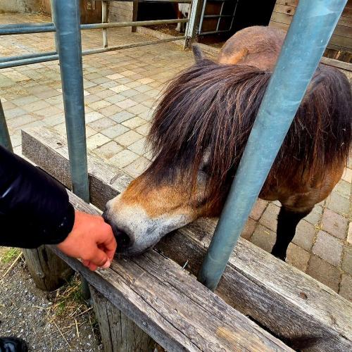 Pony
