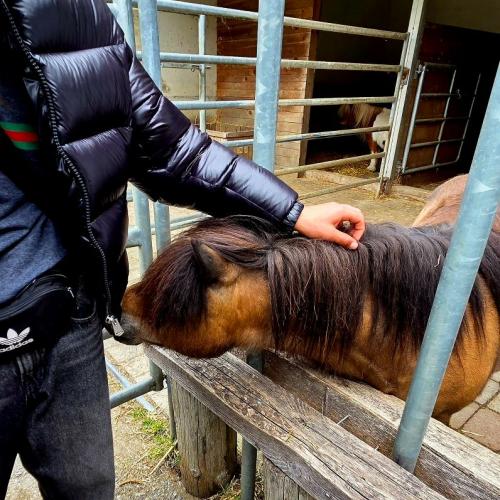 Pony