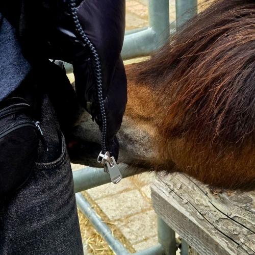 Pony