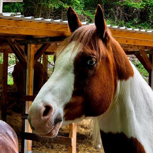 Pferd mit blauem Auge