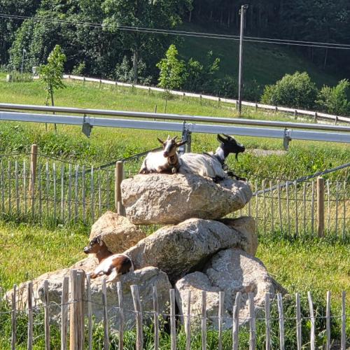 Ziegen auf Steinhaufen