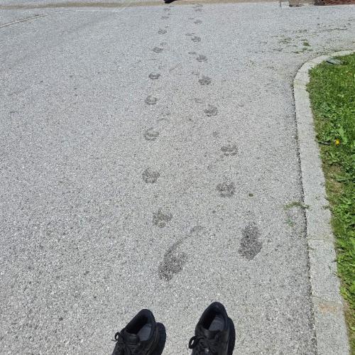 Nasse Fußabdrücke auf Asphalt