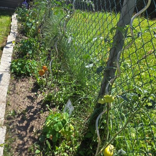 Schulgemüsegarten Tomaten