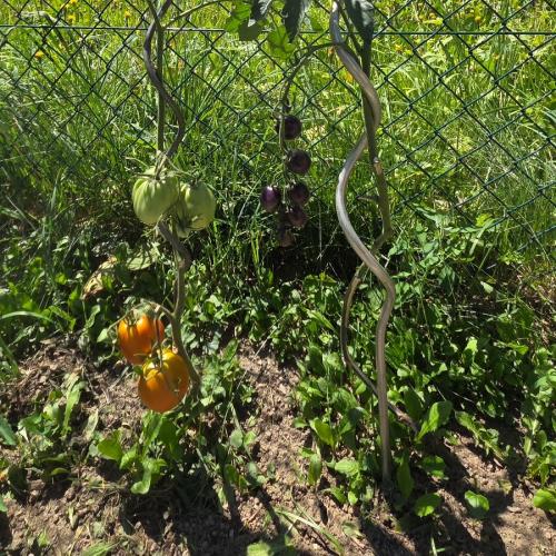 Schulgemüsegarten Tomaten