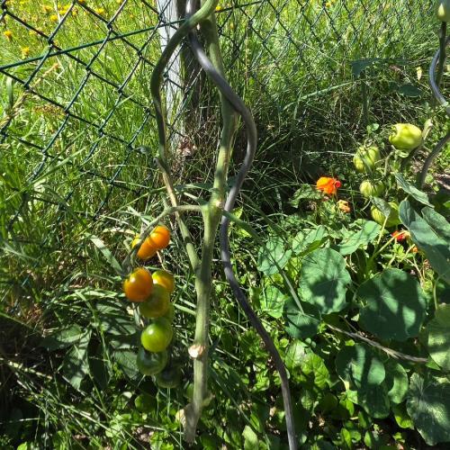Schulgemüsegarten Tomaten