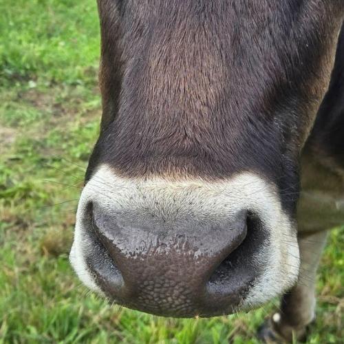 Kuhgesicht