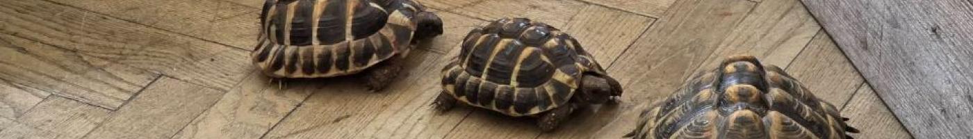 3 Schildkröten