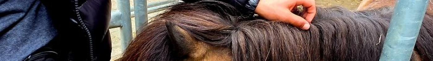 Pony