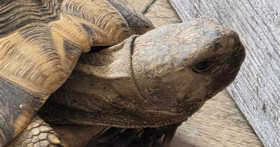 Schildkröte