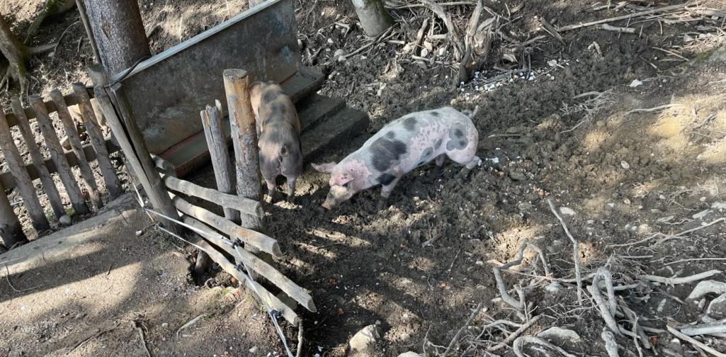 CB Schweine bei der Enzianhütte